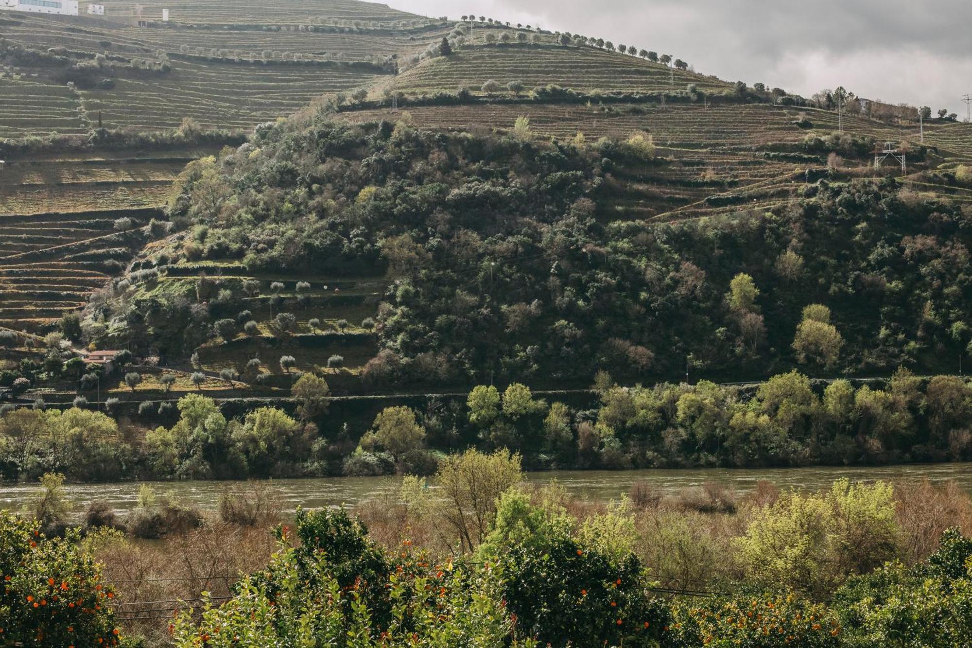 Torel Quinta Da Vacaria - Douro Valley Peso da Régua Kültér fotó